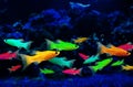 Glofish, genetically engineered fluorescent fish