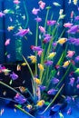 The glofish multi-colored fish swim in the aquarium. meditation. pet shop.