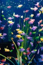 The glofish multi-colored fish swim in the aquarium. meditation. pet shop.