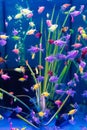 The glofish multi-colored fish swim in the aquarium. meditation. pet shop.