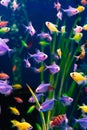 The glofish multi-colored fish swim in the aquarium. meditation. pet shop.