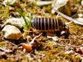 Glomeris marginata Royalty Free Stock Photo