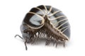 Glomeris marginata. Is a common European species of pill millipede Royalty Free Stock Photo