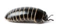 Glomeris marginata. Is a common European species of pill millipede Royalty Free Stock Photo