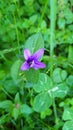 glomerular bell in the meadow. Royalty Free Stock Photo