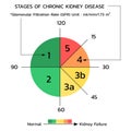 Glomerular Filtration Rate GFR (Kidney function) , vector Royalty Free Stock Photo