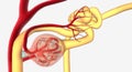 Glomerulonephritis is a group of renal conditions characterized