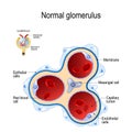 Glomerulus. part of kidney