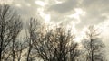 Gloomy autumn winter weather forecast. Bare dead leafless tree crown branches against grey cloudy sky with some sun light. Royalty Free Stock Photo