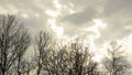 Gloomy autumn winter weather forecast. Bare leafless tree crown branches against grey cloudy sky with some sun light. Royalty Free Stock Photo