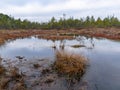 Gloomy bog landscape, grass, moss and swamp pines