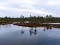 Gloomy bog landscape, grass, moss and swamp pines