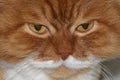 Gloomy cat`s eyes. Angry red cat. Royalty Free Stock Photo