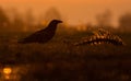 Gloomy Common Raven sits near a skeleton of dead animal in dark evening