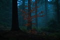 Gloomy and dark forest with beautifully colored tree during a foggy morning haze. Royalty Free Stock Photo