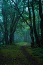 Gloomy and dark forest road during a foggy morning with the best mystic atmosphere Royalty Free Stock Photo