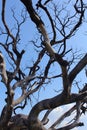 Dried branches of gloomy dead tree with sky Royalty Free Stock Photo