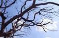 Dried branches of gloomy dead tree with sky Royalty Free Stock Photo