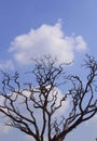 Gloomy dead tree with clouds Royalty Free Stock Photo