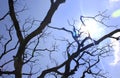 Sun rays with gloomy dead tree branches