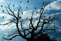 Gloomy dead tree, crows
