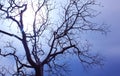 Gloomy dead tree Royalty Free Stock Photo