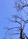 Gloomy dead tree with sky background Royalty Free Stock Photo