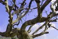 Gloomy dead tree with sky background Royalty Free Stock Photo