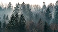 Gloomy foggy forest. Beautiful autumn nature. Mystical landscape. Tree tops. Royalty Free Stock Photo