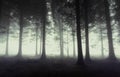 Gloomy forest with fog