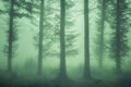 Gloomy forest with fog