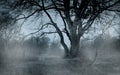 Gloomy forest landscape in deep autumn in dense fog. Large spreading tree in a mysterious fog. Depressive fog with large fog