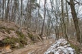 Gloomy forest winter landscape at dusk. scaring trees Royalty Free Stock Photo