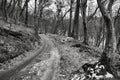 Gloomy forest winter landscape at dusk. scaring trees Royalty Free Stock Photo