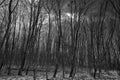 Gloomy forest winter landscape at dusk. scaring trees Royalty Free Stock Photo