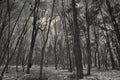 Gloomy forest winter landscape at dusk. scaring trees Royalty Free Stock Photo