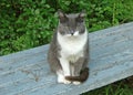 Gloomy gray with white cat sits on a bench and carefully looks straight into the camera