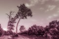 115/5000 Gloomy landscape with dirt road and twisted trees bathed in an aged pink as in the old photos