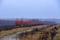 Gloomy late autumn forest misty landscape.A country road in the foreground. Royalty Free Stock Photo