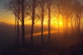 Gloomy misty forest and sunlight making its way through trees.