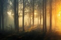 Gloomy misty forest and sunlight making its way through trees.