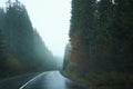Gloomy misty landscape with road in the middle of dark forest