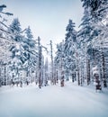 Gloomy morning scene of mountain woodland. Fabulous winter view of Carpathian mountains, Ukraine