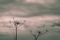 Gloomy plant on the background of a dramatic sky Royalty Free Stock Photo