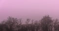 The gloomy row of trees with pink mist