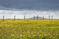 Gloomy sky above the machair wildflowers Royalty Free Stock Photo