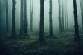 Gloomy, spooky, foggy dark forest landscape. Surreal mysterious horror forest background Royalty Free Stock Photo