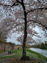 Gloomy spring in Abbey Park Leicester United Kingdom