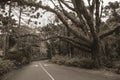 Gloomy street with leafy tree on cloudy day