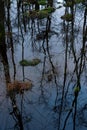 Gloomy swamp